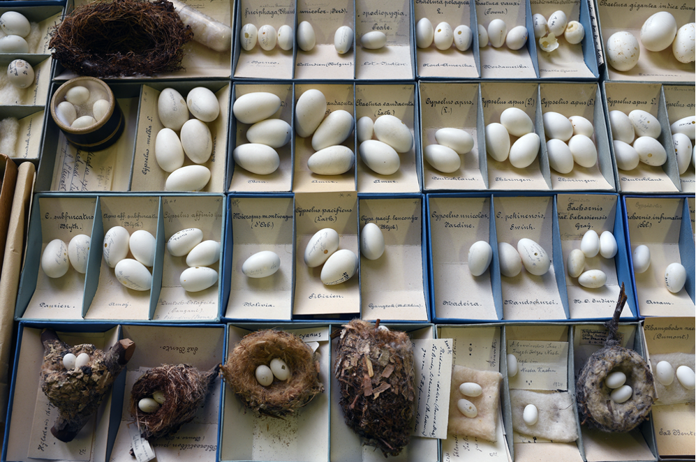 O, Collecting Eggs Despite the Times