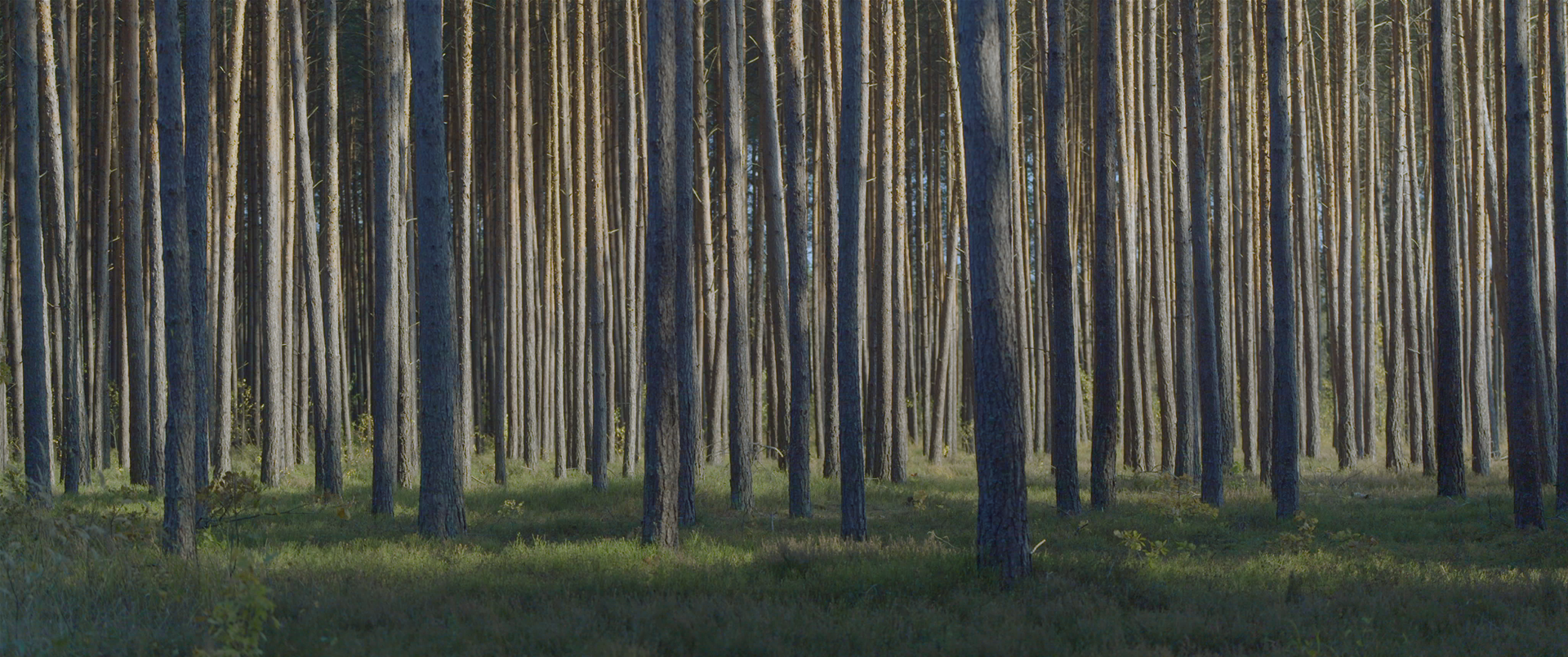 Lets Say Goodbye to the Night