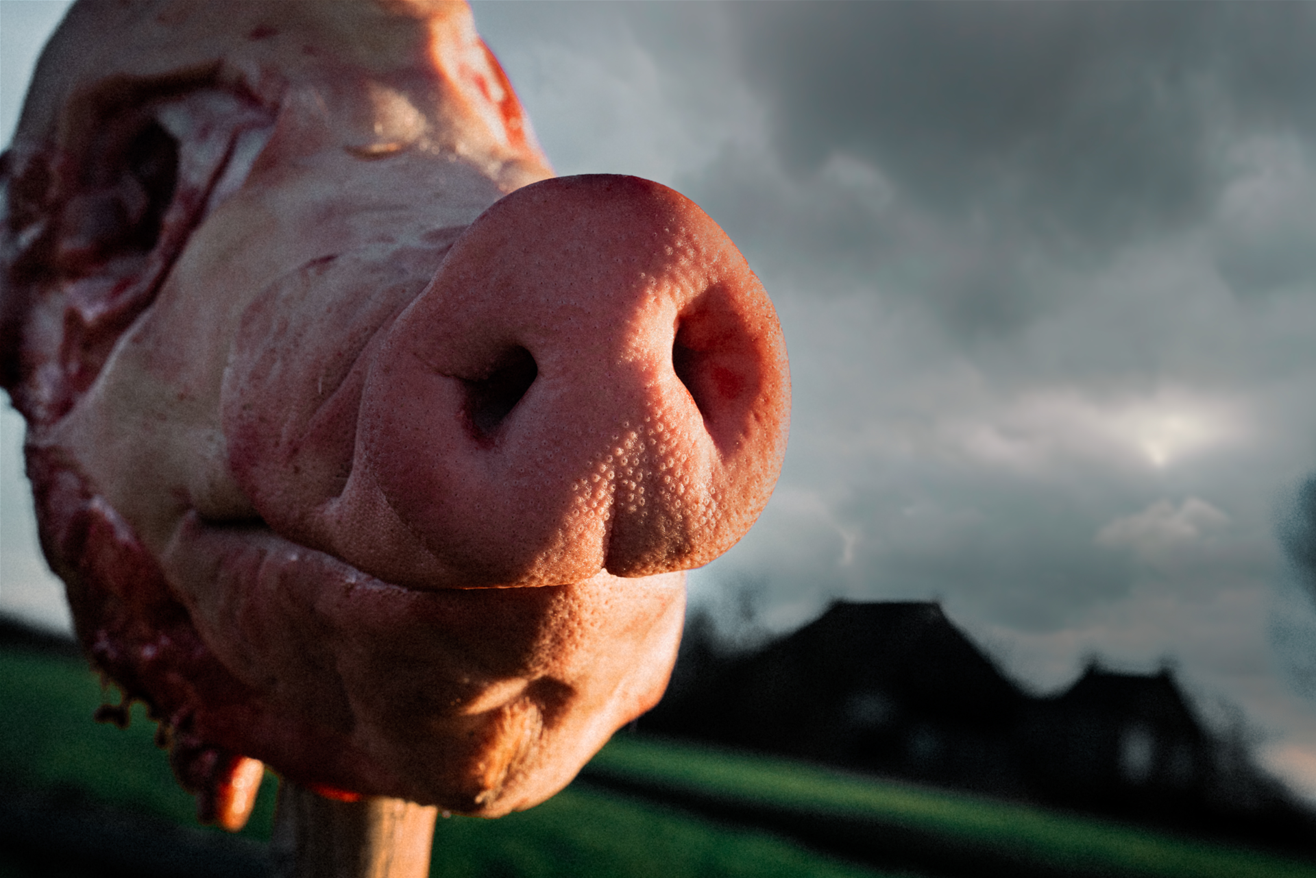 Pig