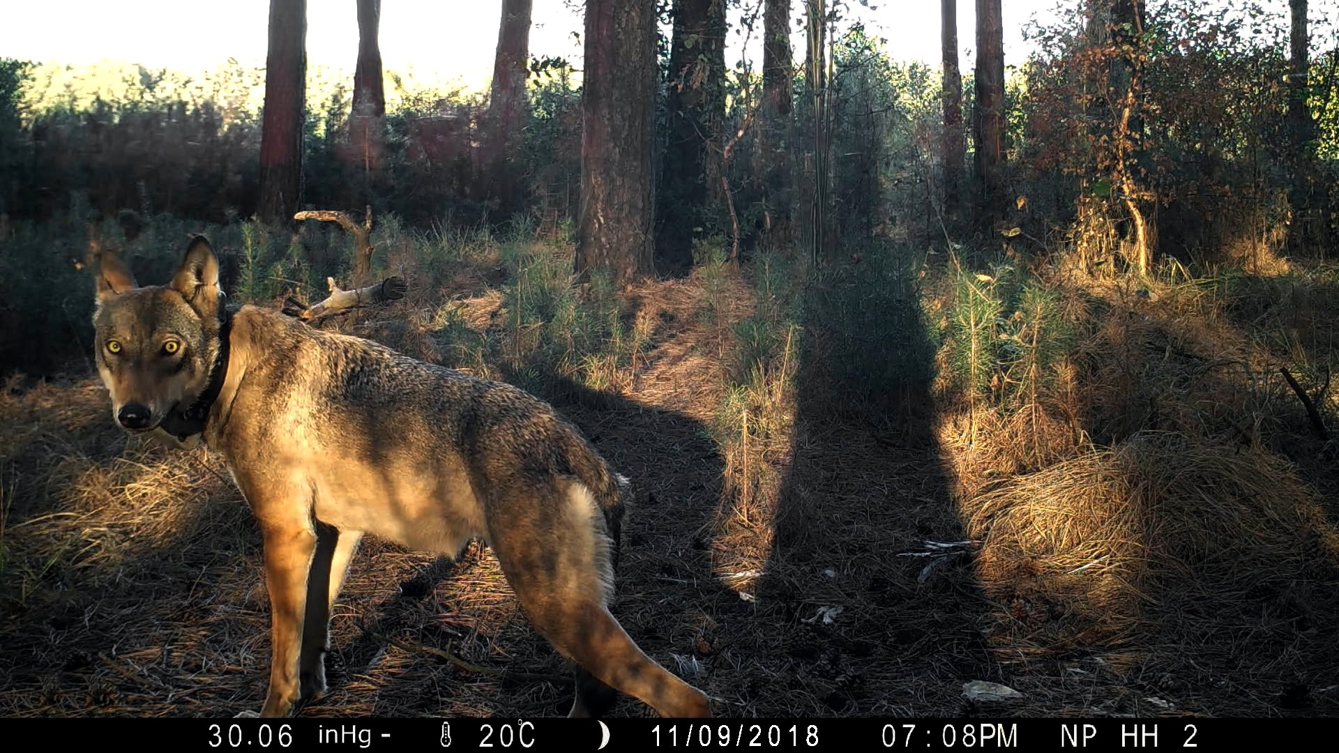 Naya - Der Walt Hat Tausend Augen