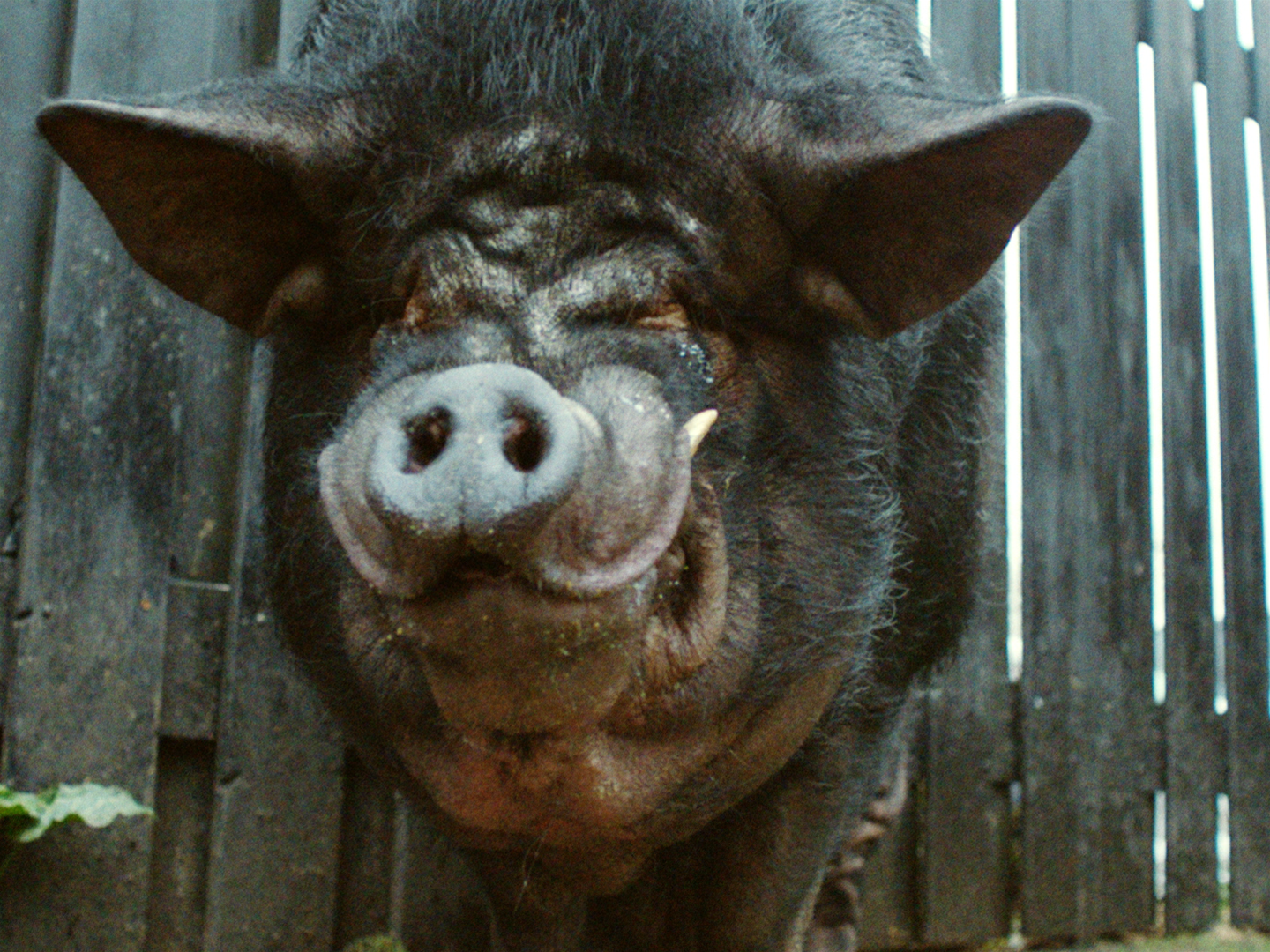 Nelson the piglet