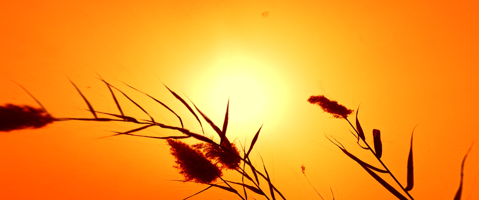 Memories of an Unborn Sun