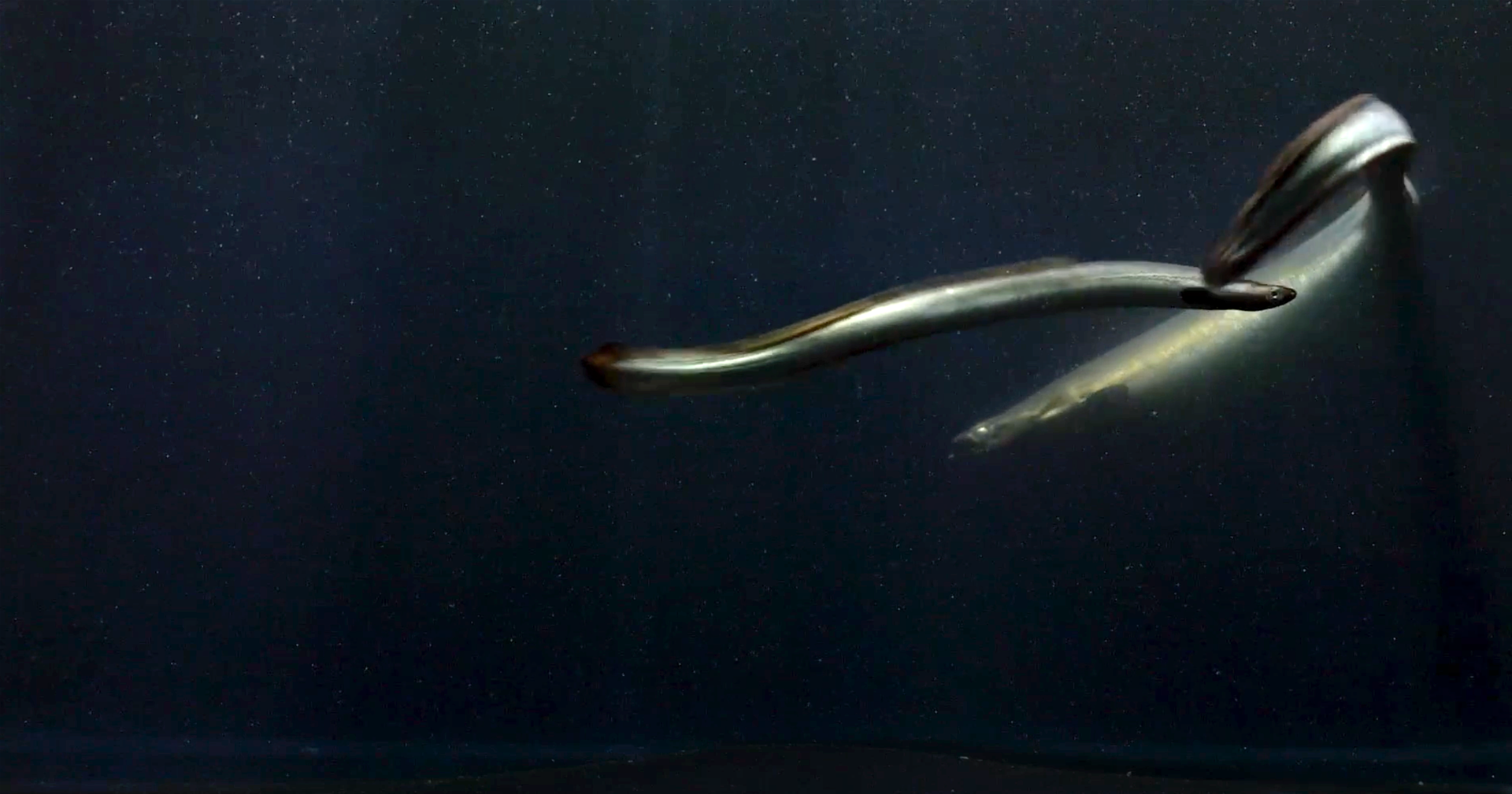 Eel's Journey