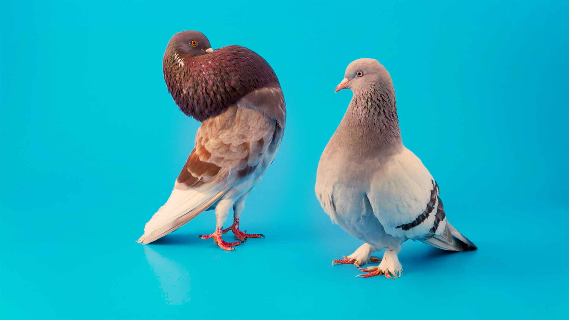 When Doves Try